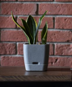 Self Watering Pot (VS-10)