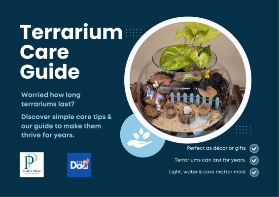 How Long Do Terrariums Last? Care Tips & Lifespan Guide